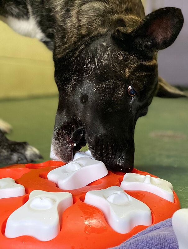 dog using interactive treat toy